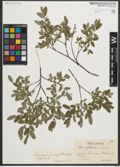 Foto von Salix myrtilloides L. x Salix repens L.